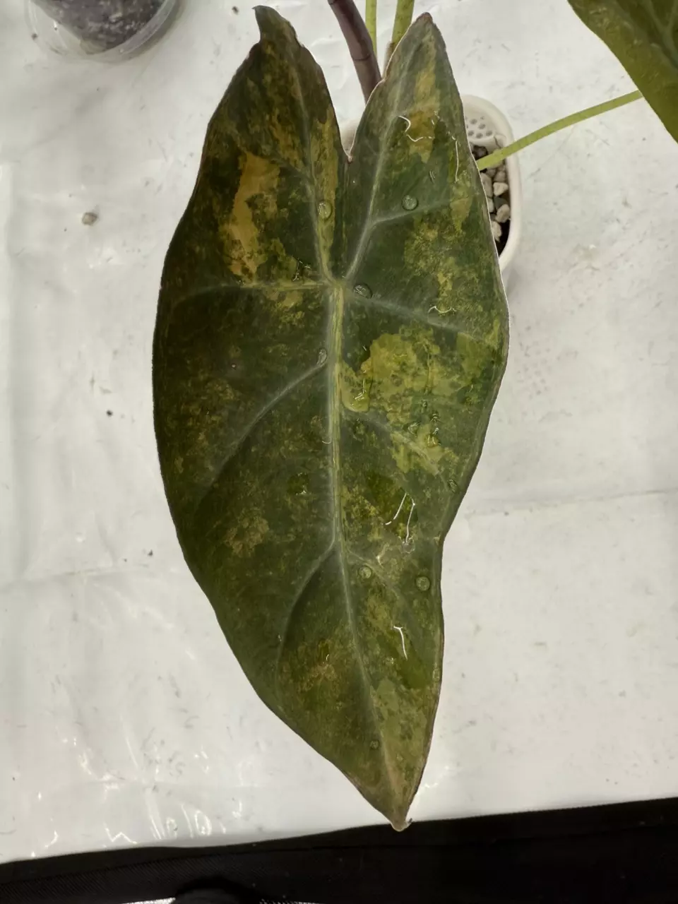 plant/Calidora x Pink Dragon x Longiloba Corm-0