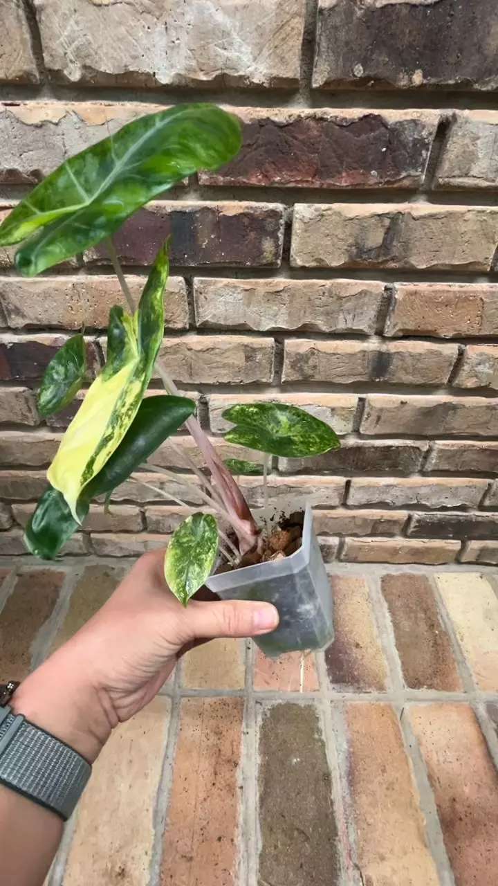 plant/Alocasia Pink Dragon Aurea-2