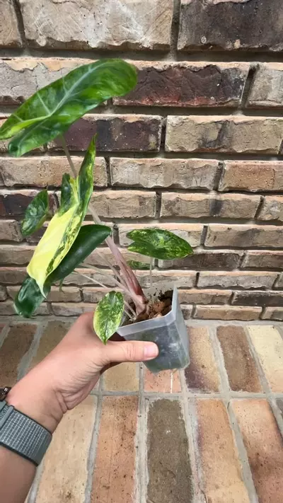 plant/Alocasia Pink Dragon Aurea-2-thumbnail