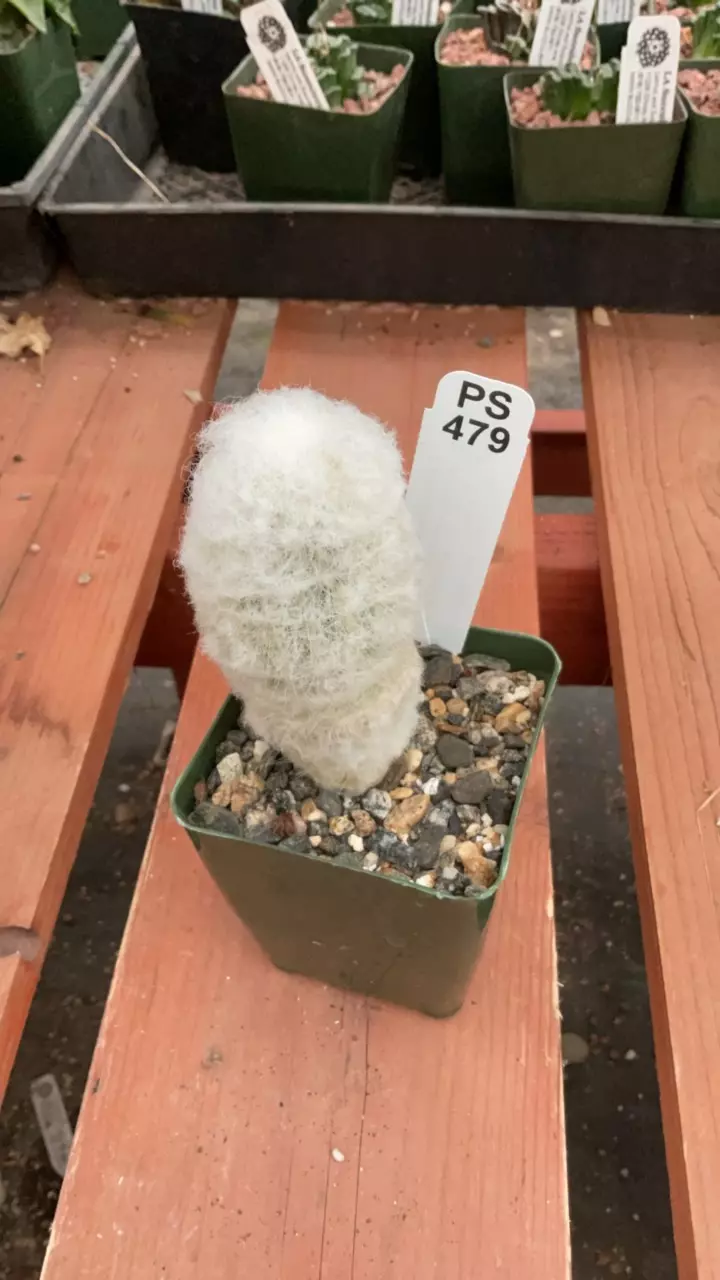 plant/Ps479 Espostoa melanostele-0