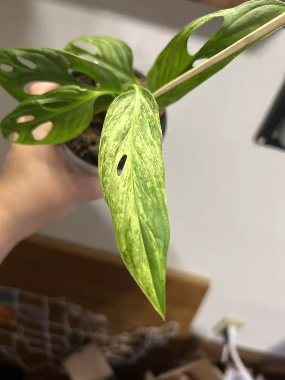 plant/Monstera Adansonii Mint 12-1