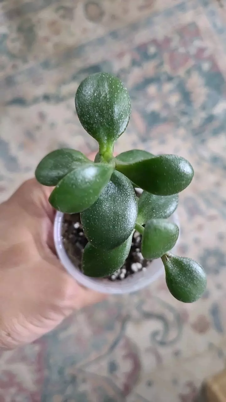 plant/Jade Plant Crassula Ovata 2" 11-164-0