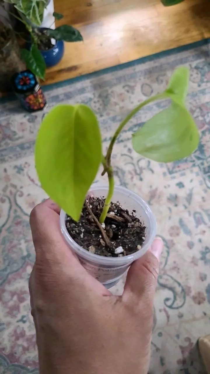 plant/Neon Pothos 2" 11-133-0