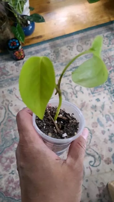 plant/Neon Pothos 2" 11-133-0-thumbnail