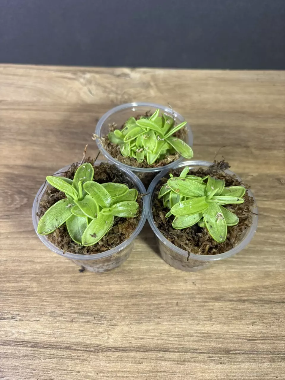 plant/3 pack - Pinguicula Primuliflora/ Butterwort - grower’s choice-1