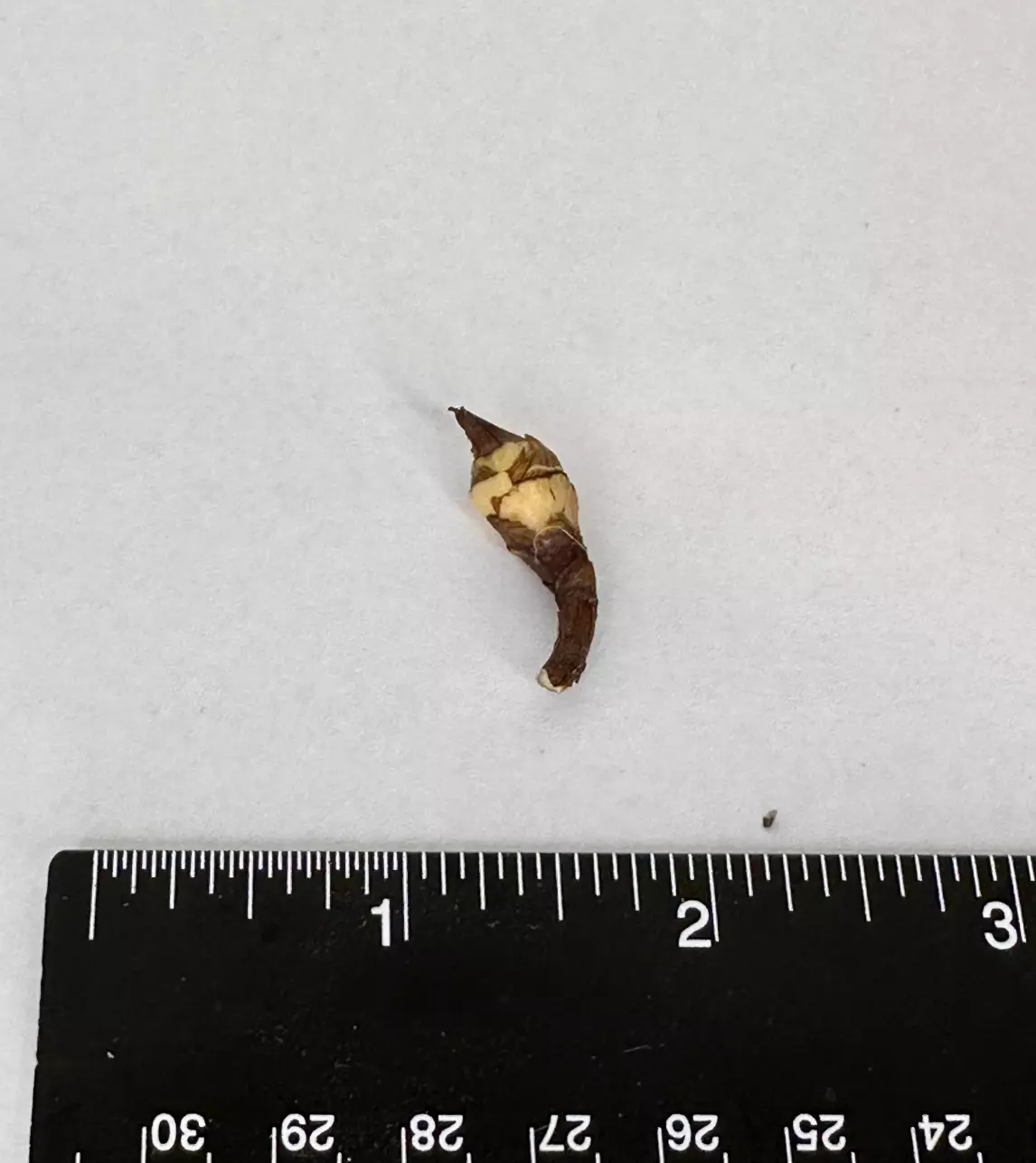 plant/SANDERIANA PSEUDO ALOCASIA CORM - E-0