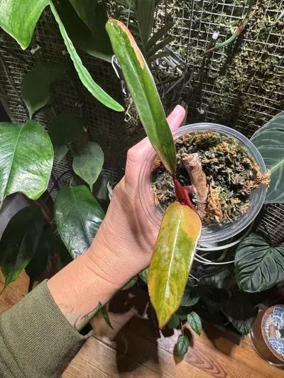 plant/Philodendron Strawberry Shake-0-thumbnail