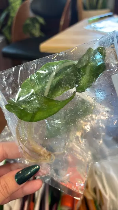 plant/VENOM Alocasia tissue culture growers choice-1-thumbnail