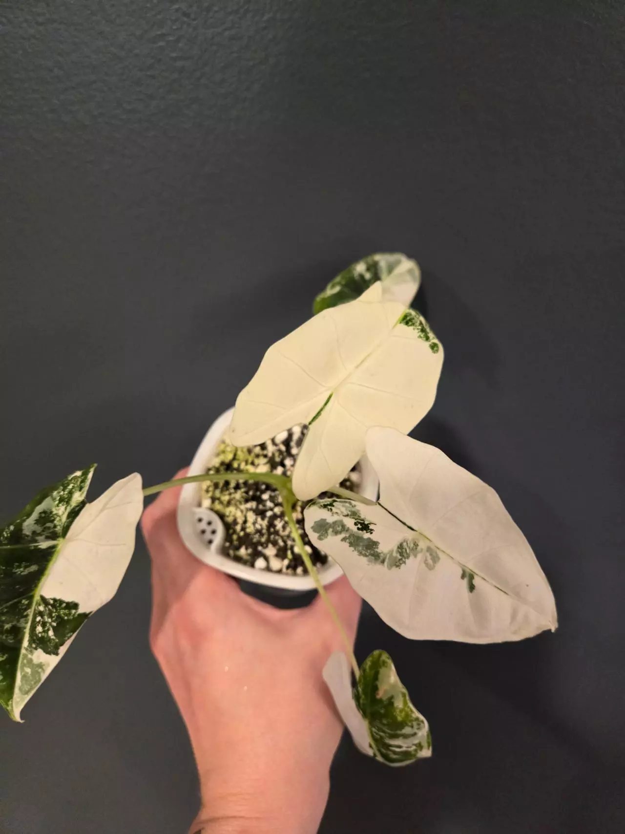 plant/variegated frydek pups-1