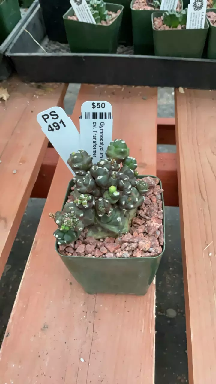 plant/Ps491 Gymnocalycium-0