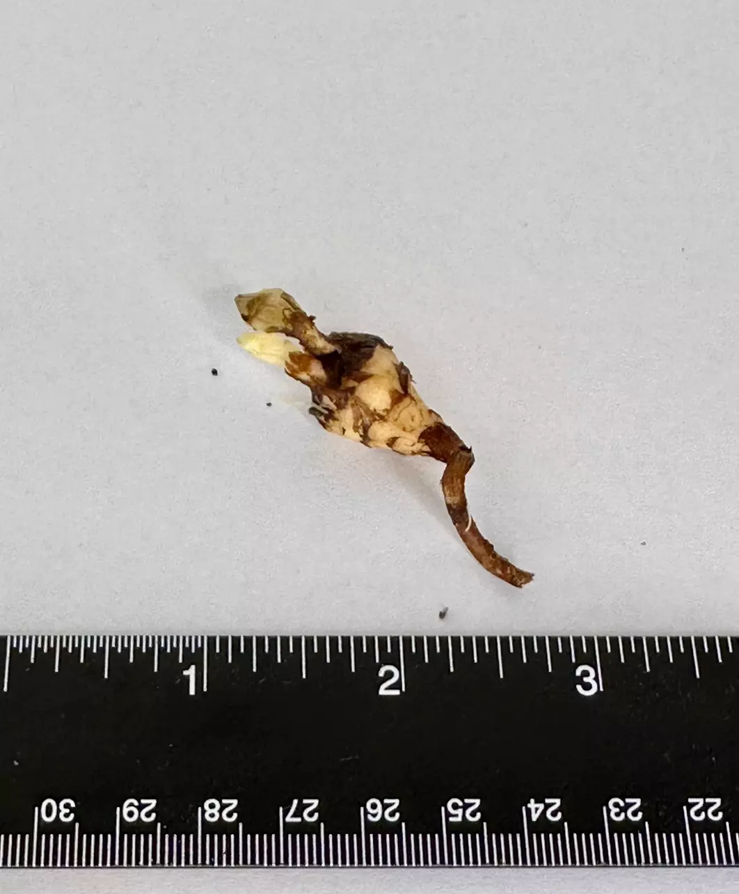 plant/SANDERIANA PSEUDO CORM - B-0