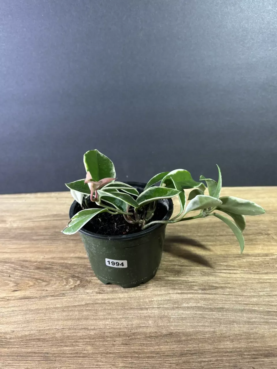 plant/Hoya Carnosa Albo 4” 1994-1