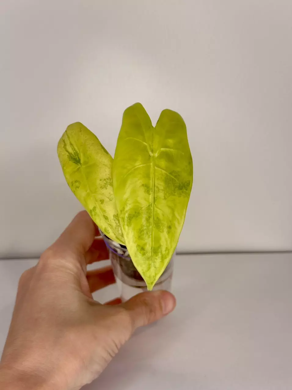 plant/AUREA LONGILOBA ALOCASIA - EXACT - D6-0