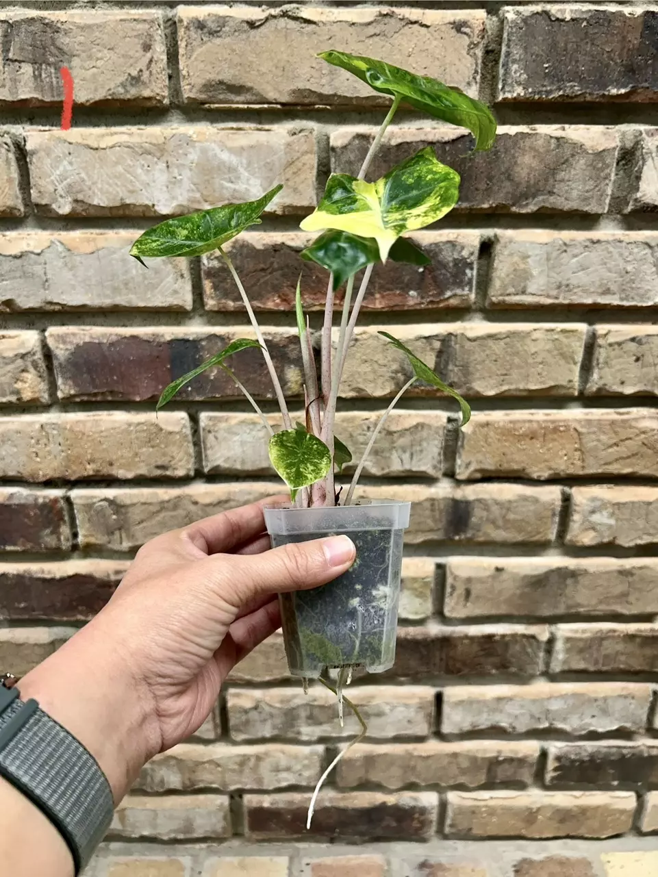 plant/Alocasia Pink Dragon Aurea-1