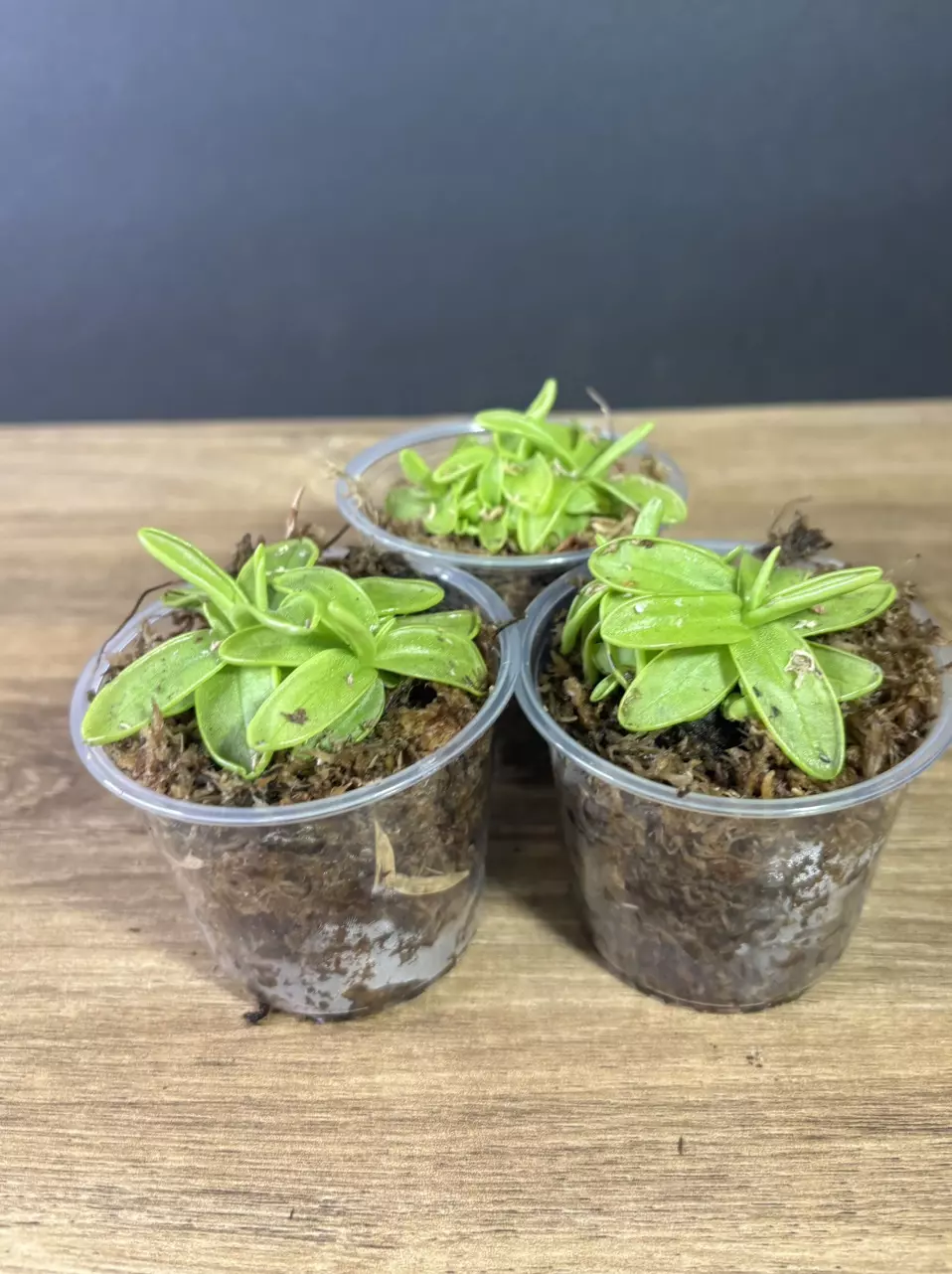 plant/3 pack - Pinguicula Primuliflora/ Butterwort - grower’s choice-0