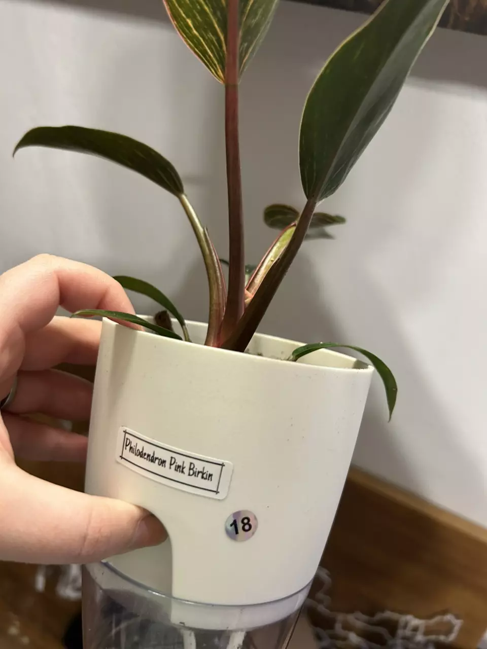 plant/Philodendron Pink Birkin 18-5