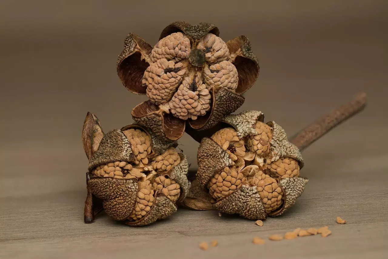 Sarracenia Seeds (2025 Mystery Mix) 50ct.