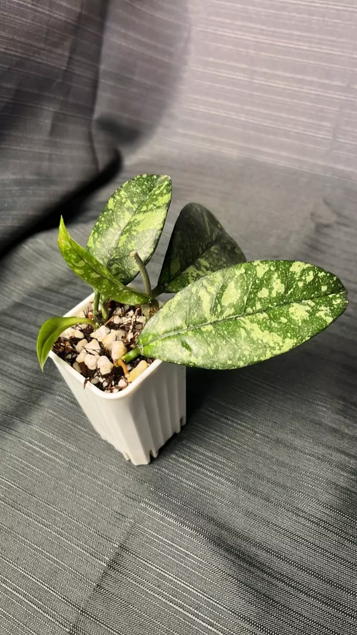 plant/51. H Dasyantha splash-1