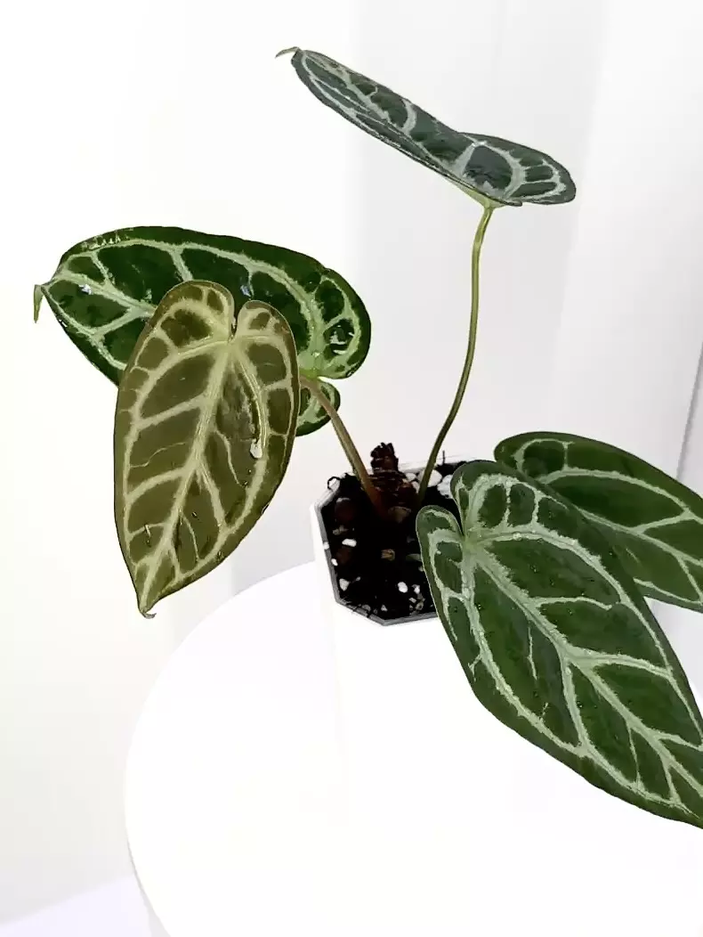 plant/Anthurium SKG Gray Clone from Rory Offset-0