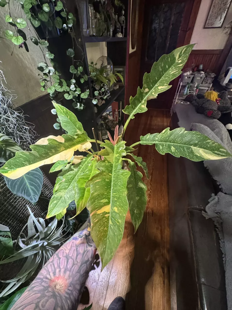 plant/Philodendron Ring of Fire-0