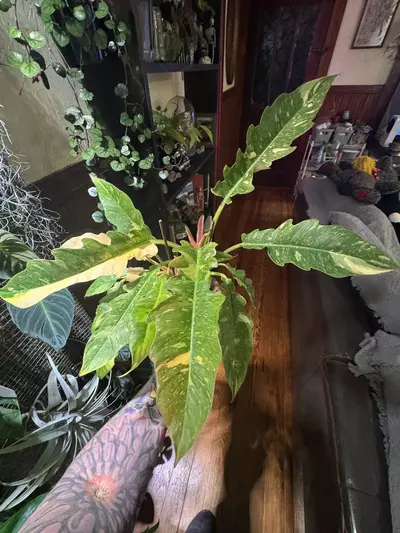 plant/Philodendron Ring of Fire-0-thumbnail