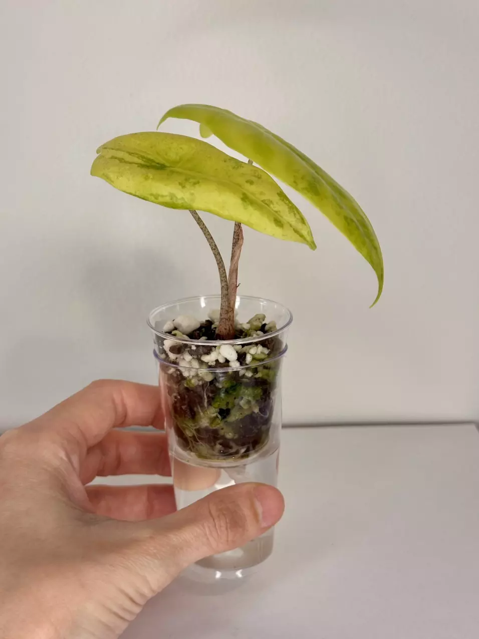 plant/AUREA LONGILOBA ALOCASIA - EXACT - D6-1