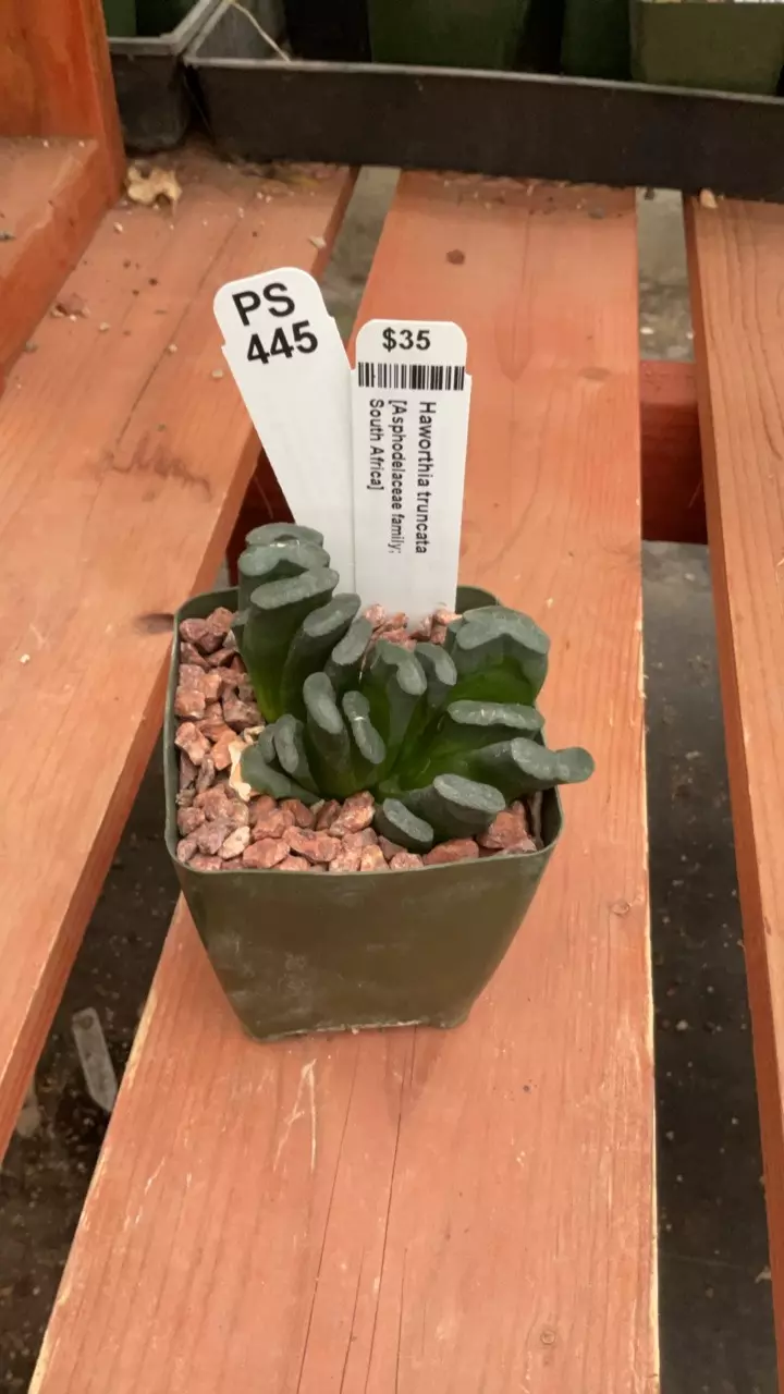 plant/Ps445 Haworthia truncata-0