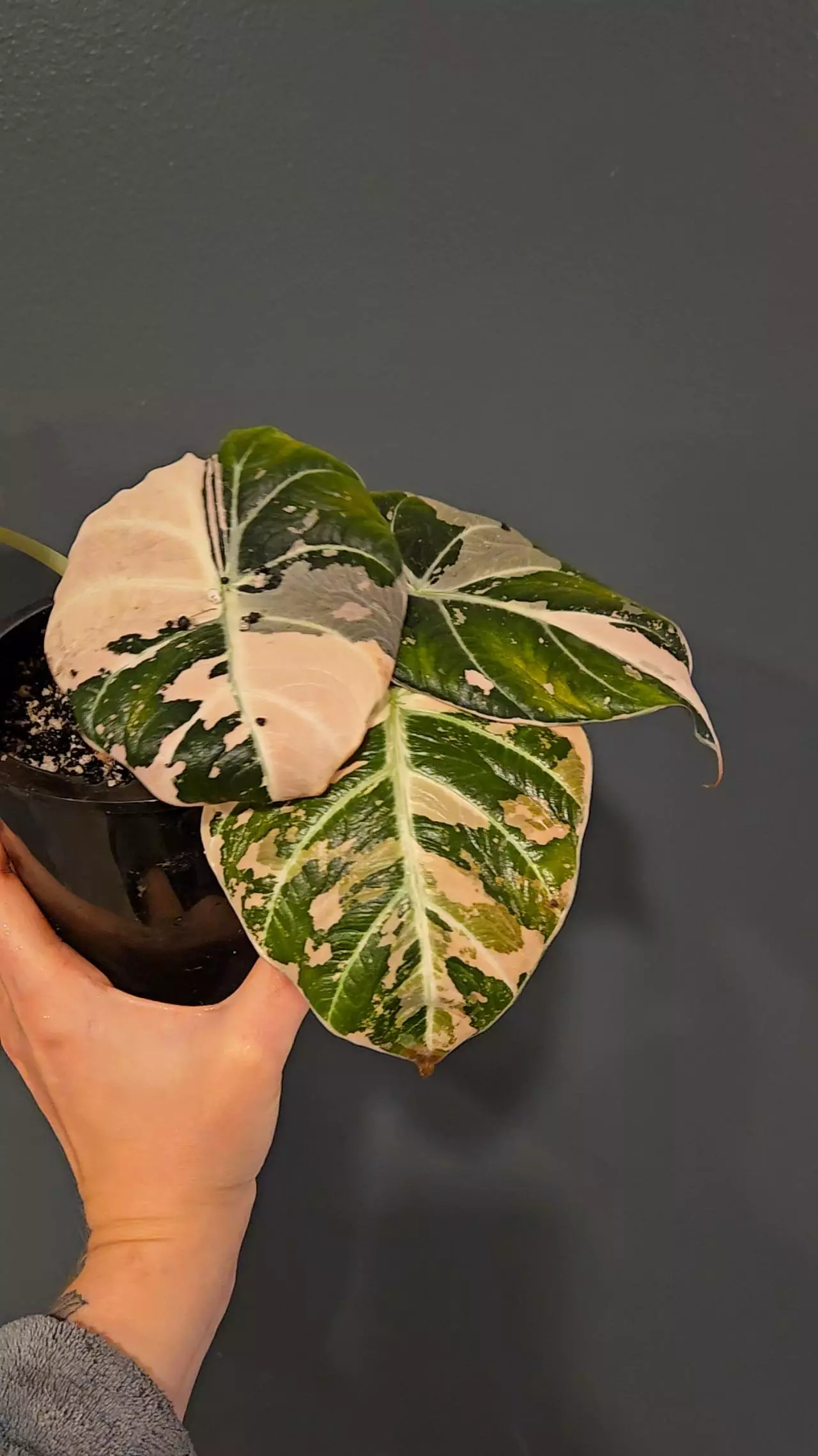 plant/PBV Corms! Mama has always given me beautiful variegation!-0