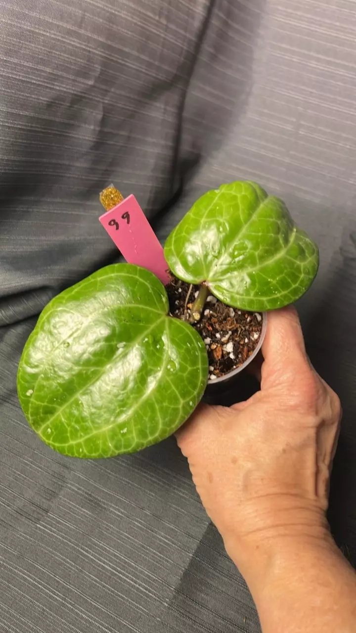 plant/99. H latifolia (Sarawak) unk bloom-0