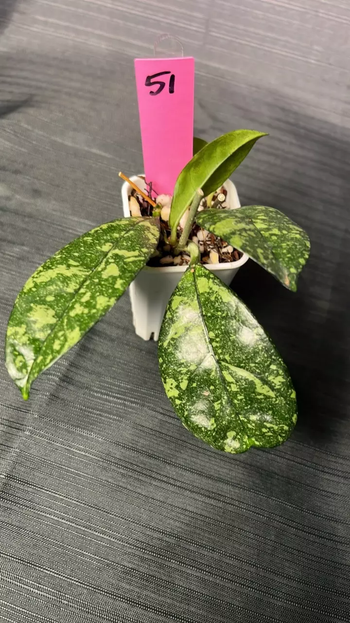 51. H Dasyantha splash