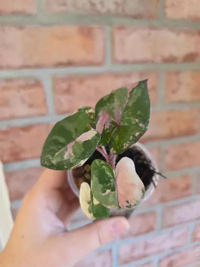 plant/Alocasia Yucatan Princess Pink-1-thumbnail