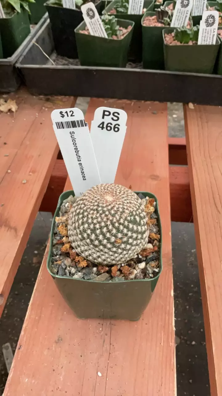 plant/Ps466 Sulcorebutia erinacea-0