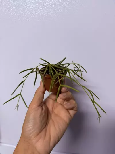 plant/Hoya Linearis cutting-2-thumbnail
