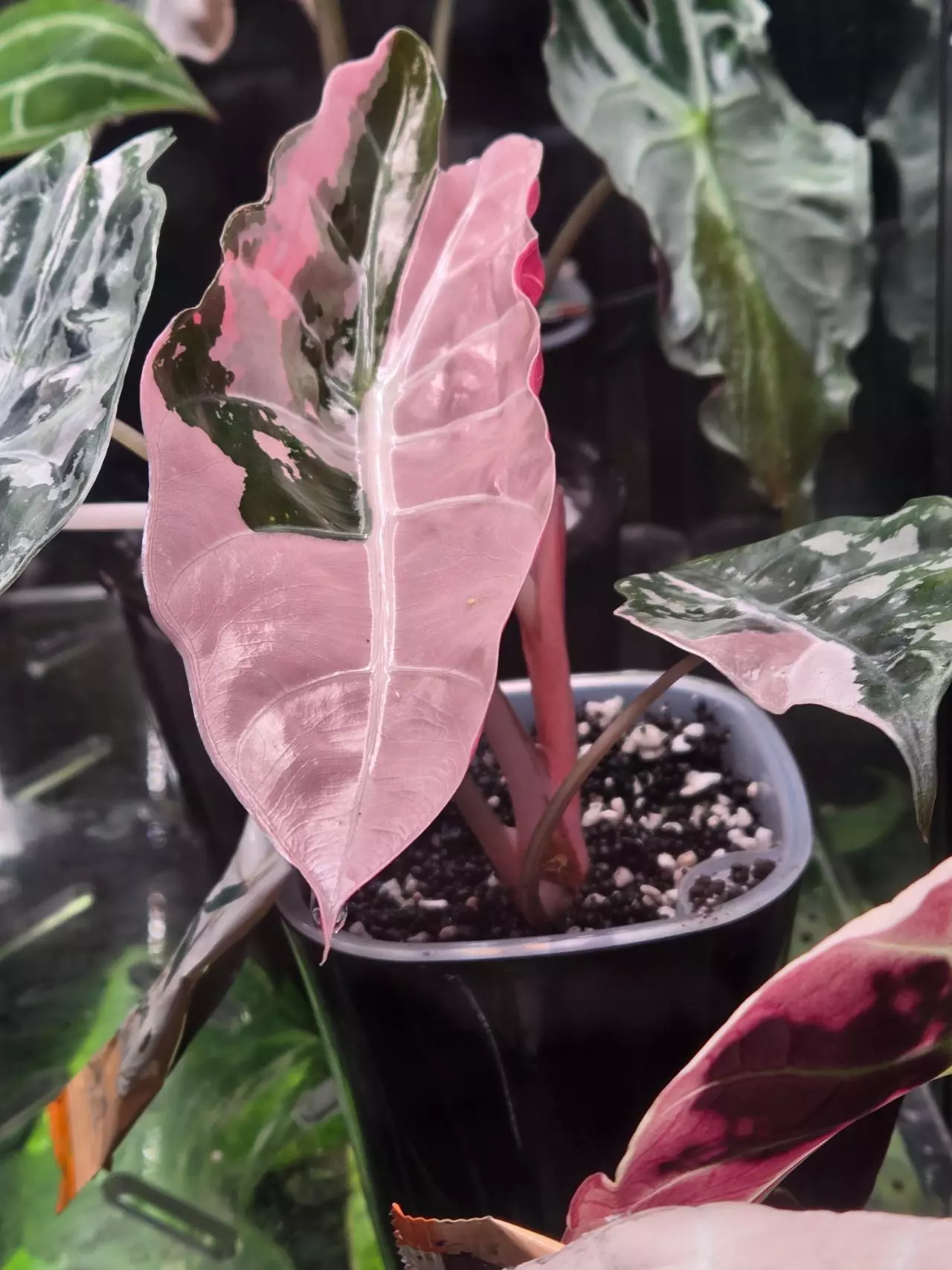 plant/Pink chant corms-1