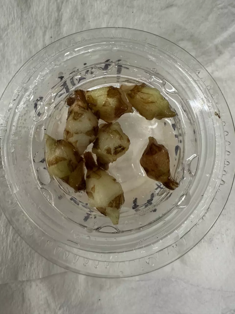 plant/Calidora x Pink Dragon x Longiloba Corm-1