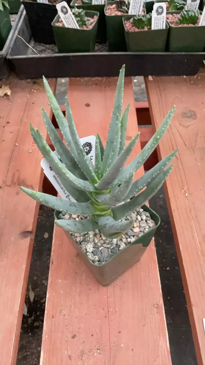 plant/Ps486 Aloe dichotoma-0