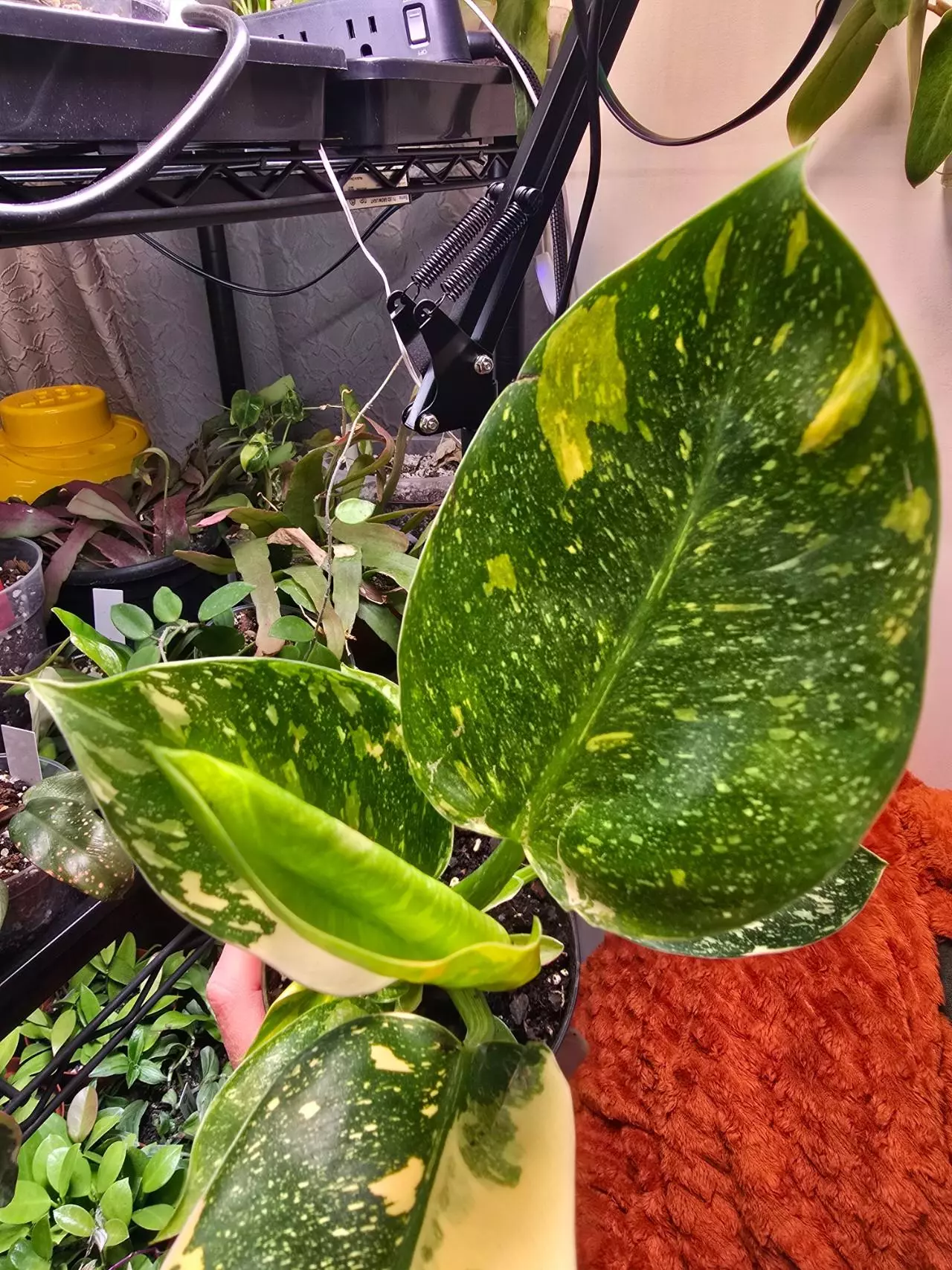 plant/Copper Flame Green Congo Philodendron 4 inch pot-1