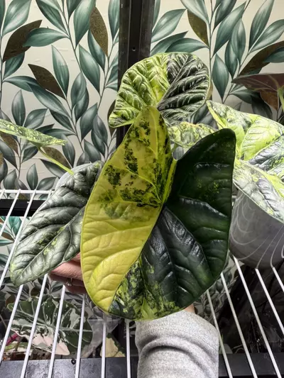 plant/Alocasia Sinuata Aurea CHUNKY Corm! Growers choice!-1-thumbnail