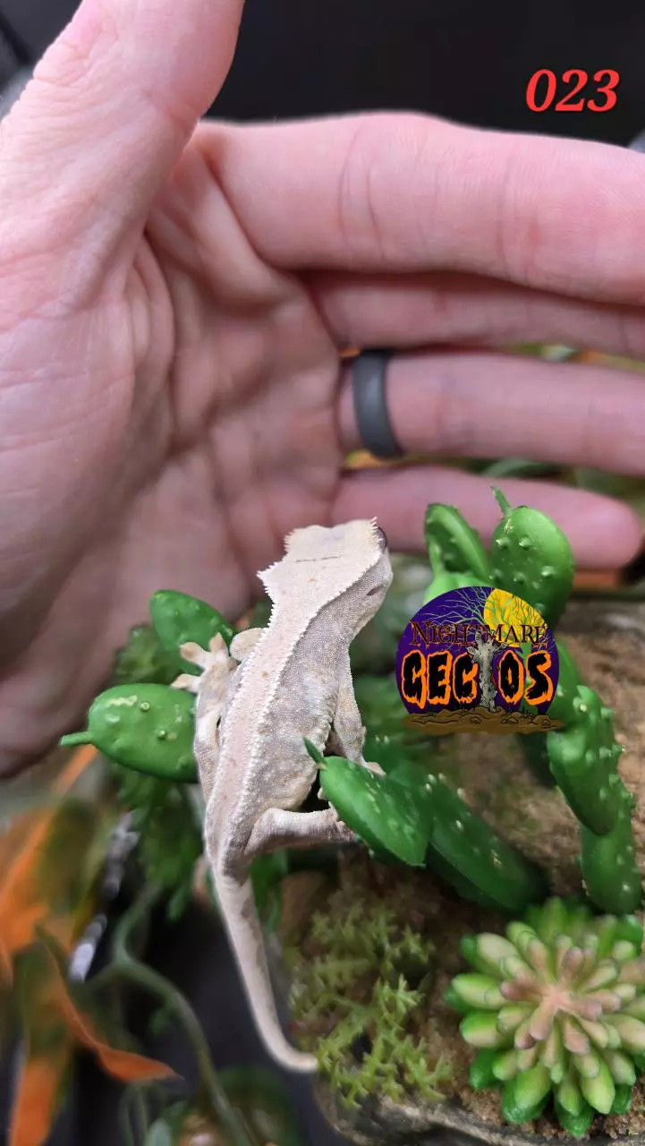 plant/024. LILLY White lavender Base OG X ToadButt-0