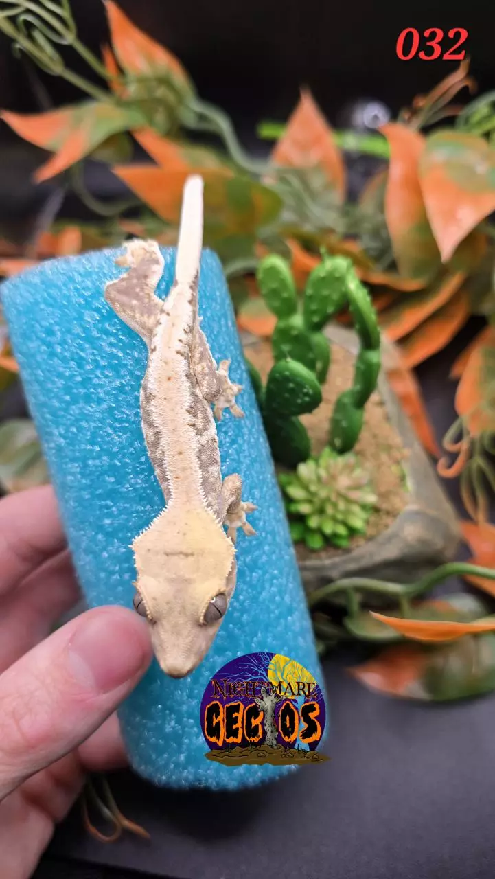 plant/032. Lavender Base Tricolor high white Lilly white OG X ToadButt-1