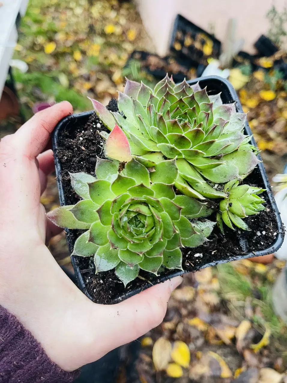 plant/Hardy Sempervivum, Hen & Chicks 5”-0