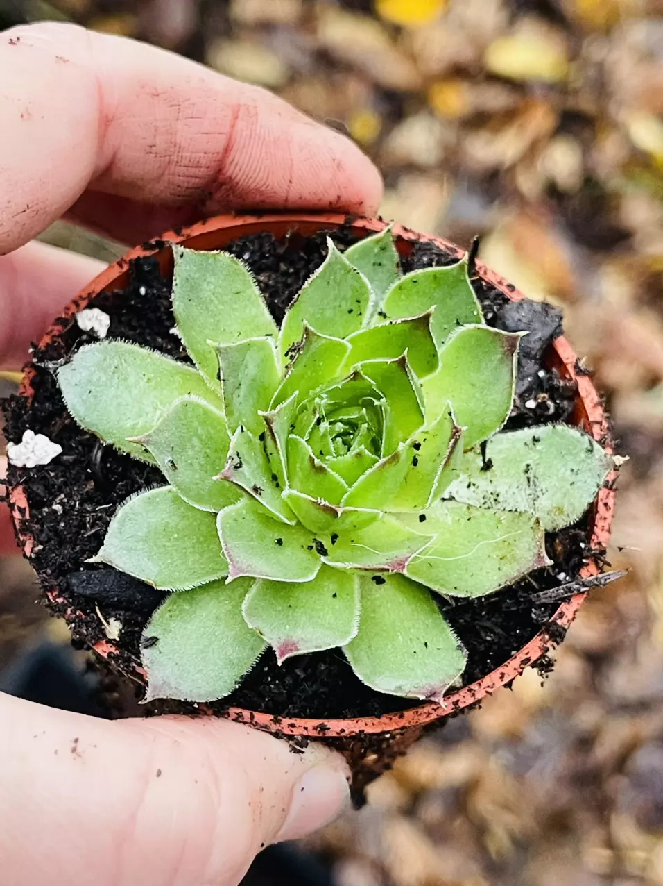 plant/Hardy Sempervivum, Hen & Chicks 2.5”-0