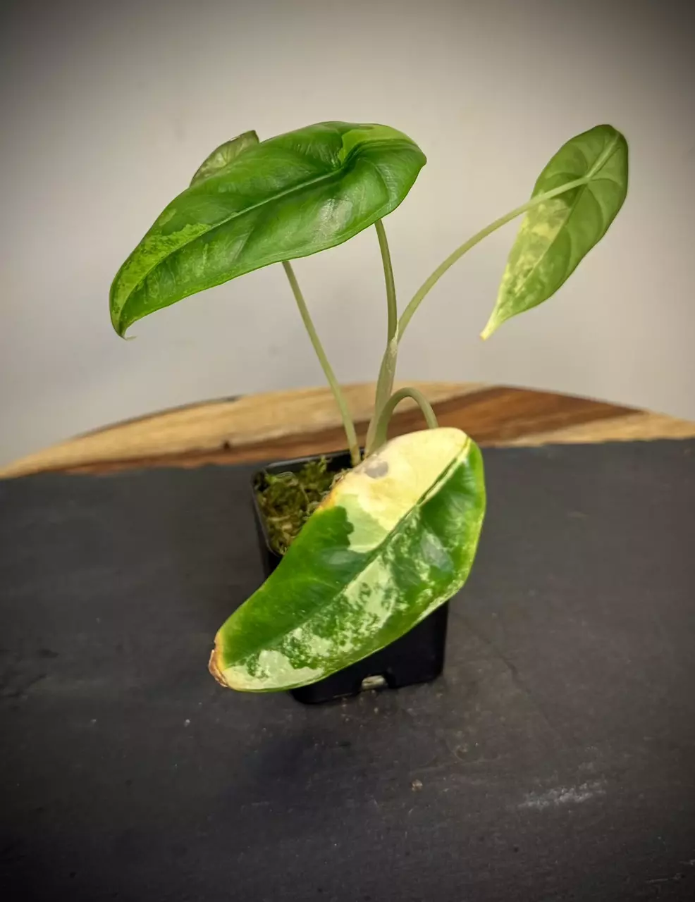 plant/Alocasia Venusta Aurea-1