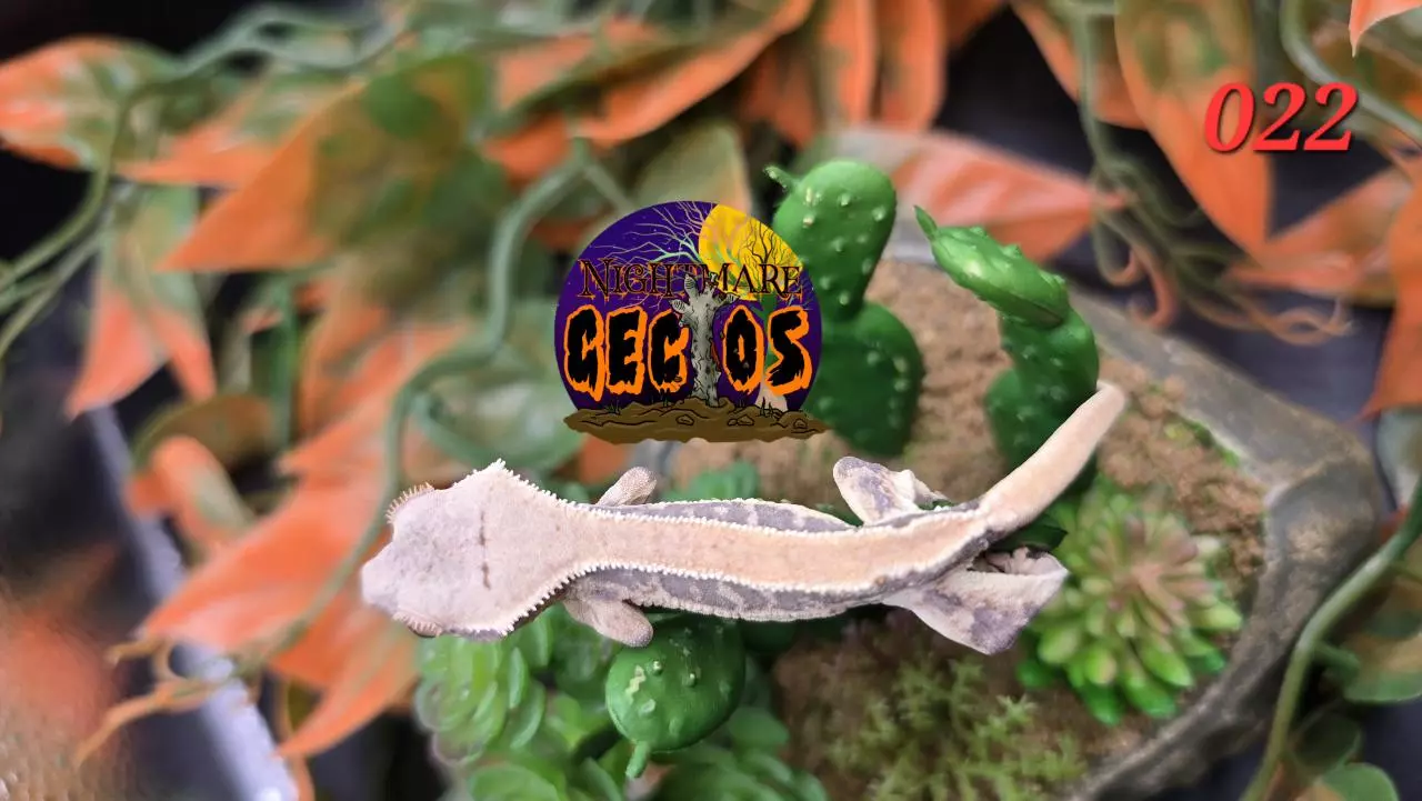 plant/022. Lilly White Empty Back Kittycat X Toadbutt-1