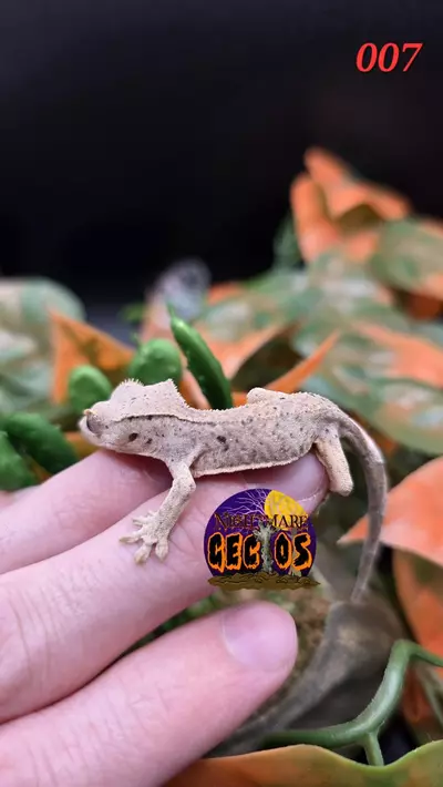 plant/007. Super Dalmation Brindle SPG X CHEESE-2-thumbnail