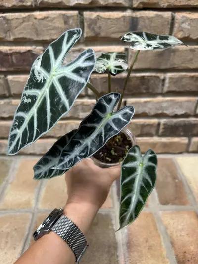 plant/Alocasia Pink Bambino-2-thumbnail