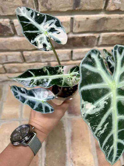 plant/Alocasia Pink Bambino-0-thumbnail