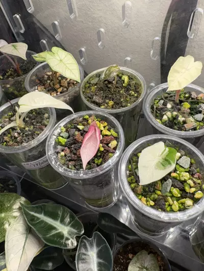 plant/✨Dashing Botanicals Dash Crack Alocasia Mixture✨-3-thumbnail