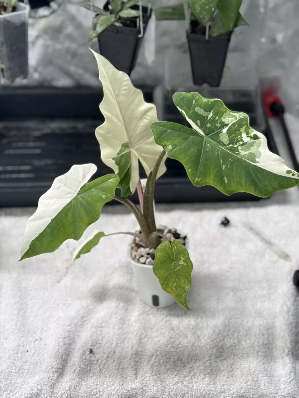 plant/Portadora Albo Corm-0