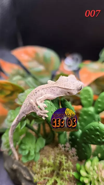 plant/007. Super Dalmation Brindle SPG X CHEESE-0-thumbnail